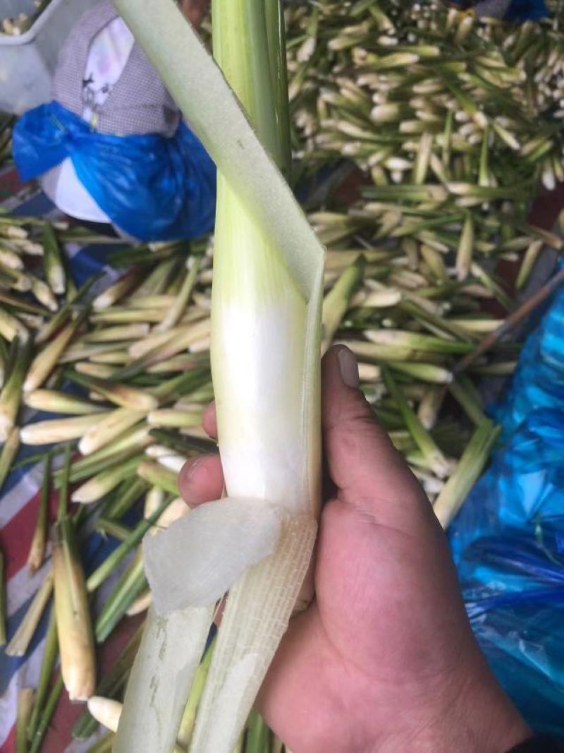 【精品茭白】预包装半成品优质茭白笋双季茭白