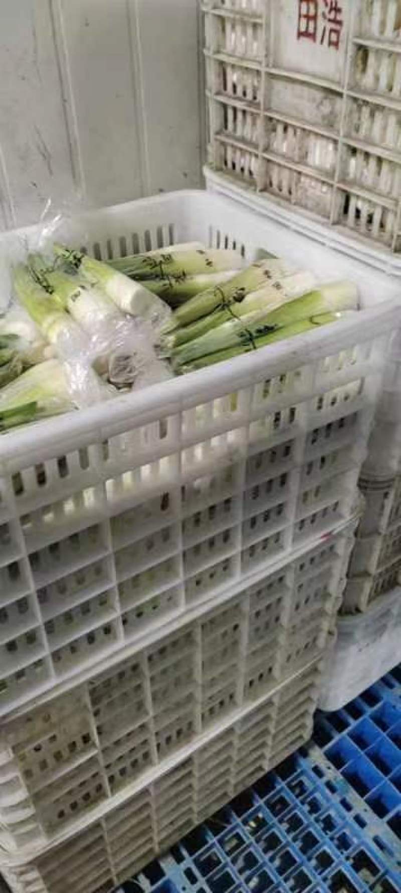 【精品茭白】预包装半成品优质茭白笋双季茭白