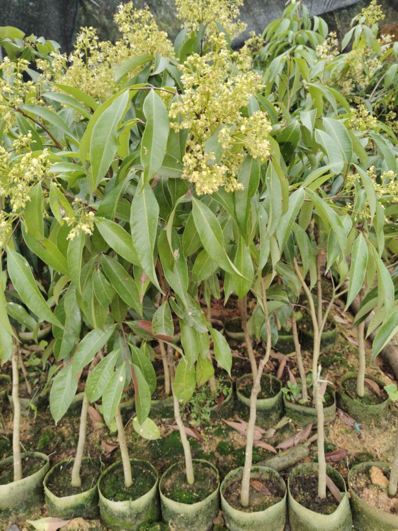 荔枝苗，荔枝王苗，越洲红荔枝苗，A4无核荔枝苗