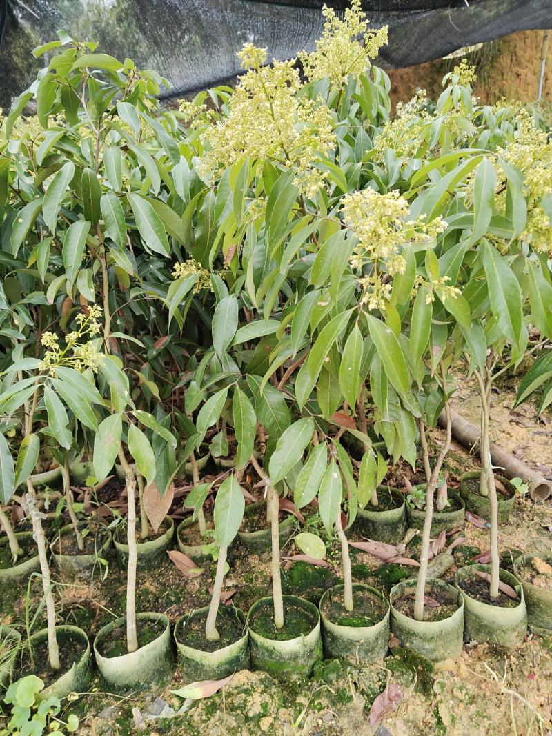 荔枝苗，荔枝王苗，越洲红荔枝苗，A4无核荔枝苗