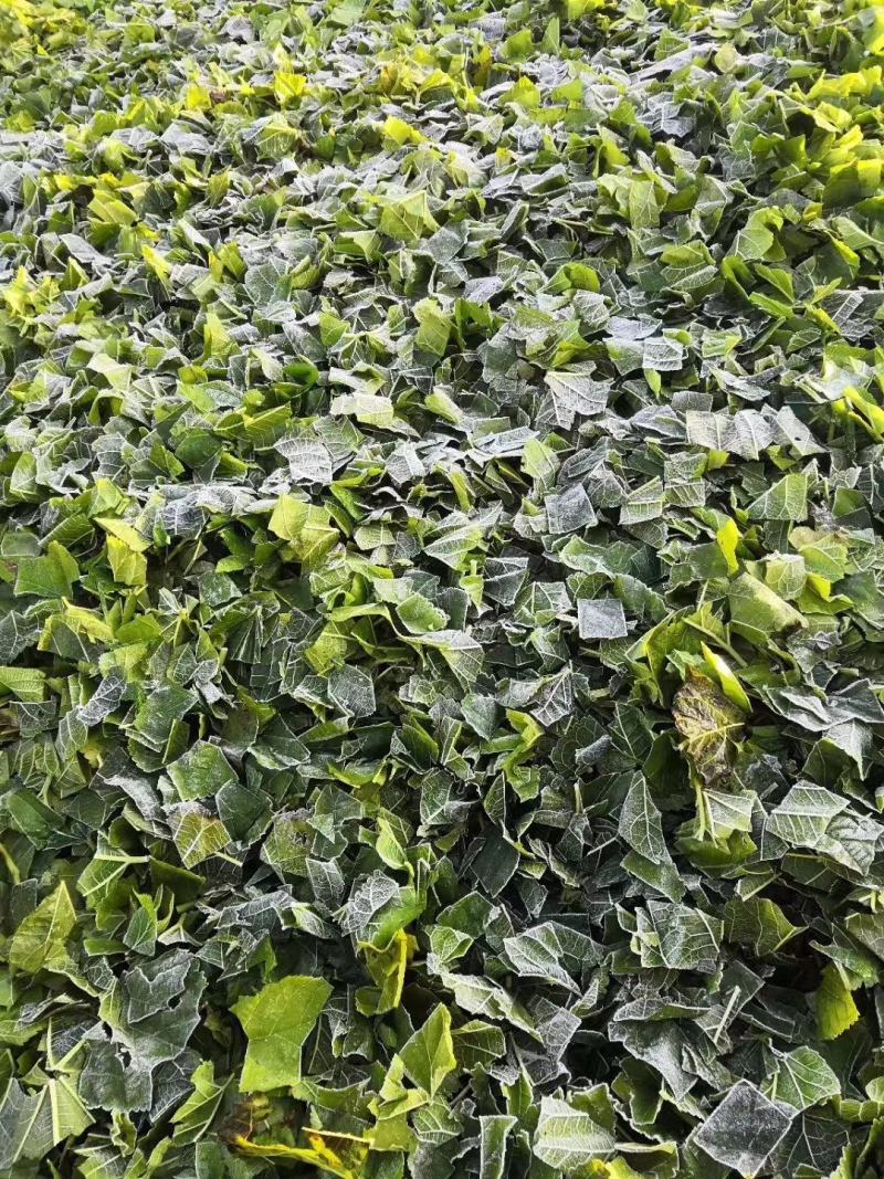 桑叶茶一手货源批发