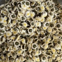 正宗安徽黄山白贡菊不苦一手货源批发
