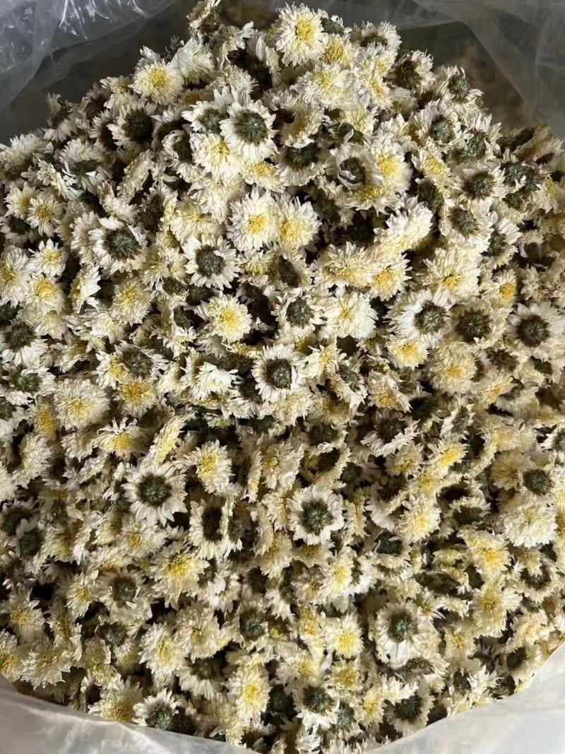 正宗安徽黄山白贡菊不苦一手货源批发