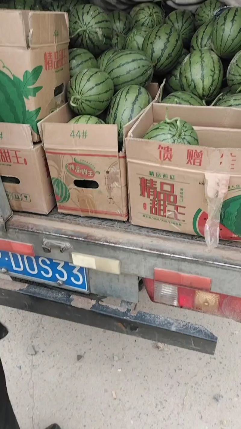全美二K小糖丸，精品小吊瓜，早春红玉包熟包甜，包质量