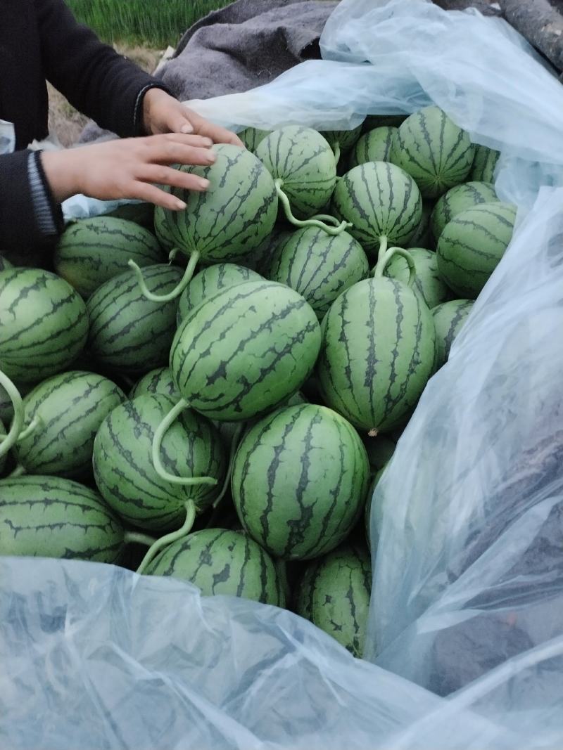 全美二K小糖丸，精品小吊瓜，早春红玉包熟包甜，包质量