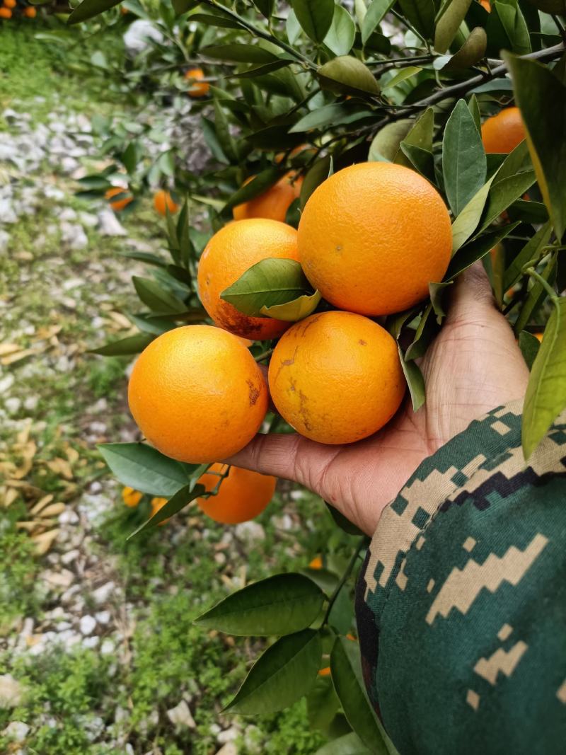 阳朔夏橙认大量上市，通货，60起步，看货给价