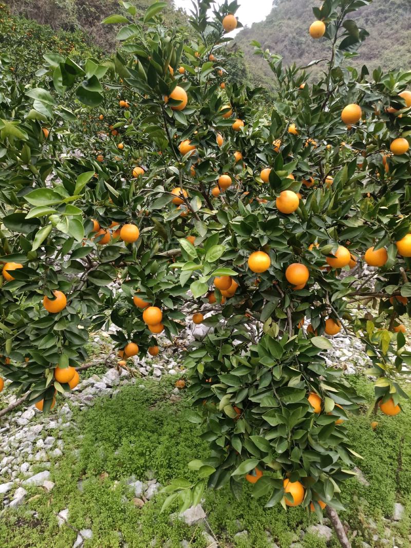 阳朔夏橙认大量上市，通货，60起步，看货给价