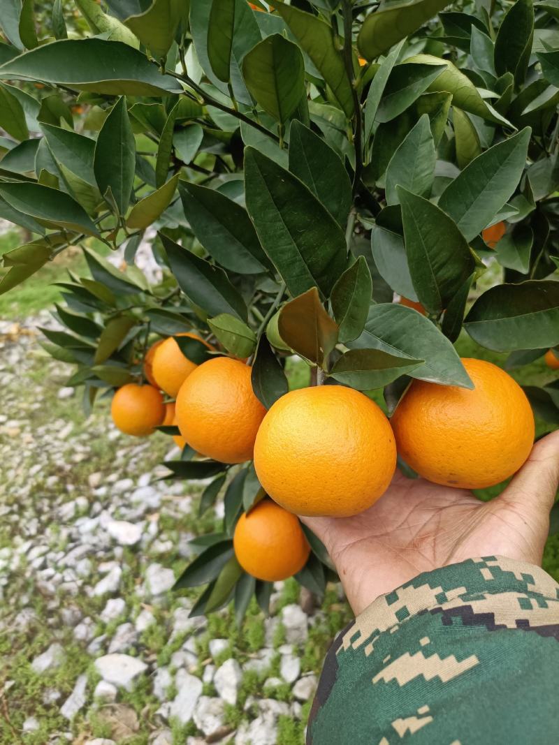 阳朔夏橙认大量上市，通货，60起步，看货给价