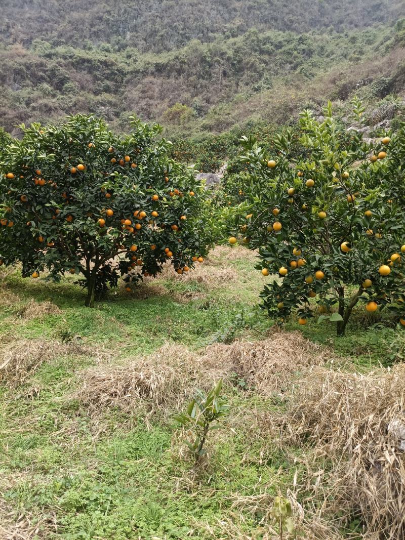 阳朔夏橙认大量上市，通货，60起步，看货给价
