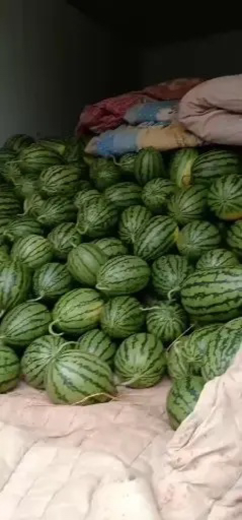 优选早春红玉产地直发一手货源大量供应