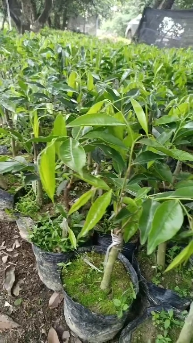 奇楠沉香黑棋一代，二代苗沉香树苗奇楠沉香树苗基地批发