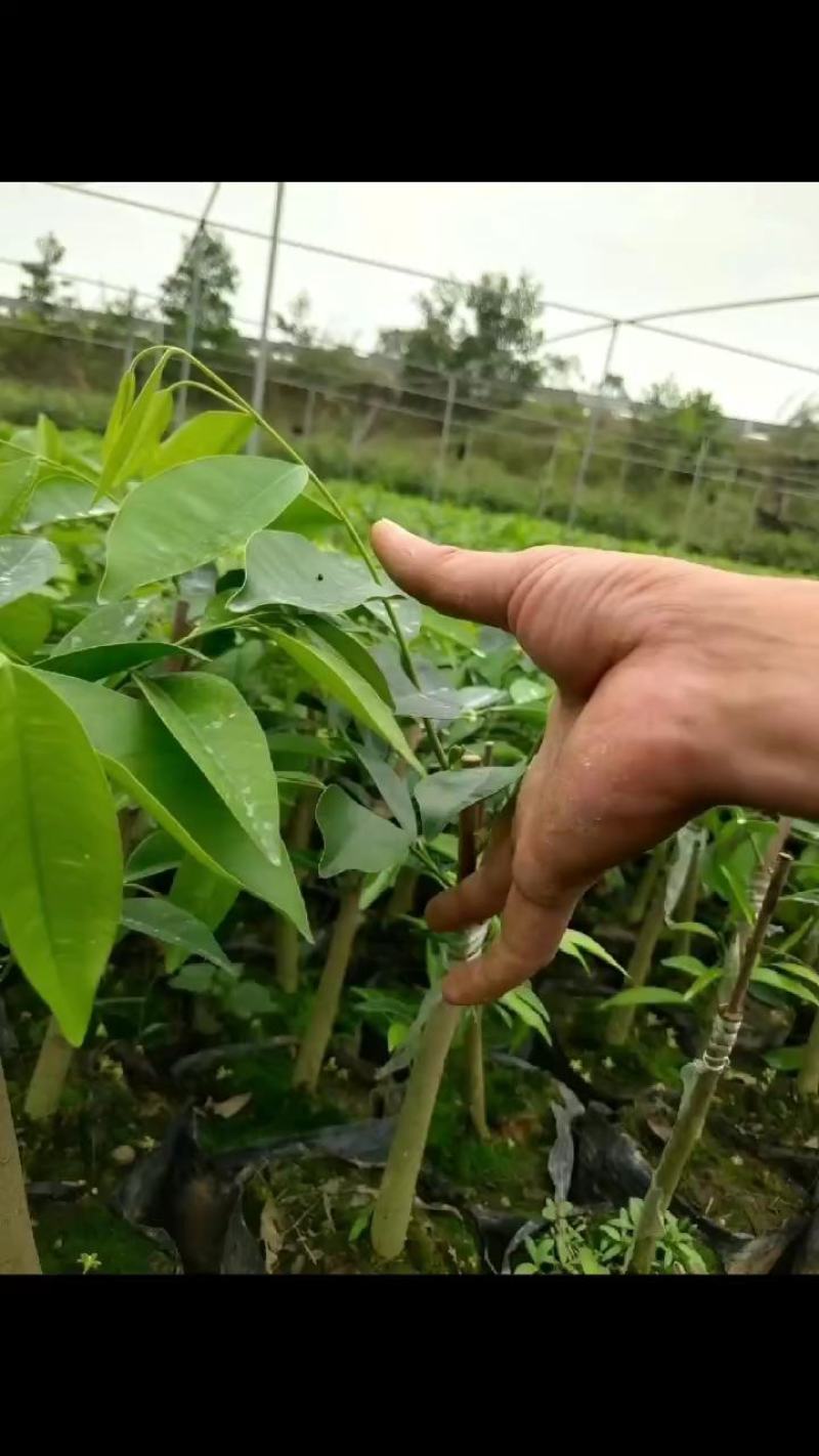 奇楠沉香黑棋一代，二代苗沉香树苗奇楠沉香树苗基地批发