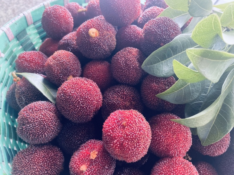 东魁杨梅