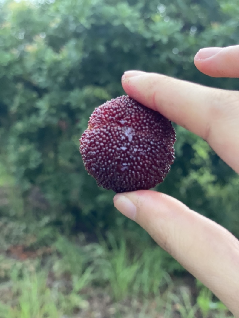 东魁杨梅