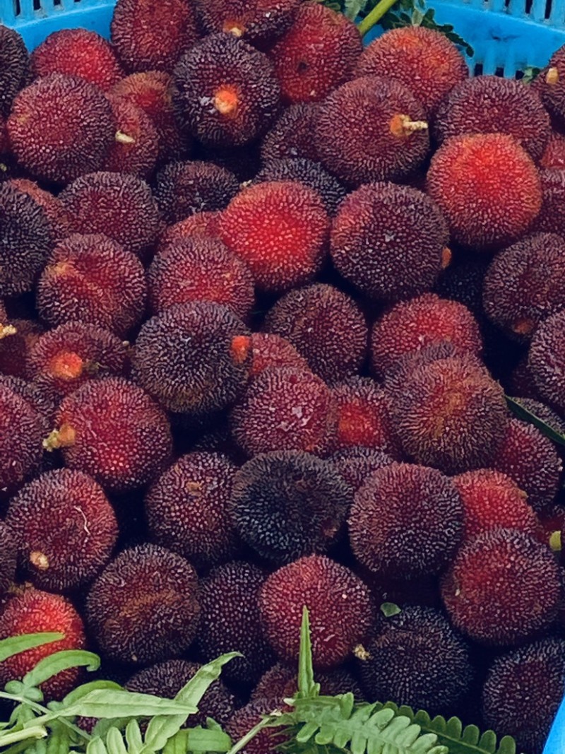 东魁杨梅