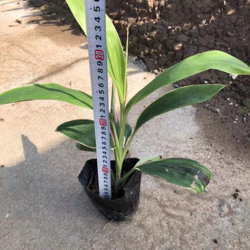 梦幻朱蕉各种规格基地大量现货供应，欢迎各位客户咨询