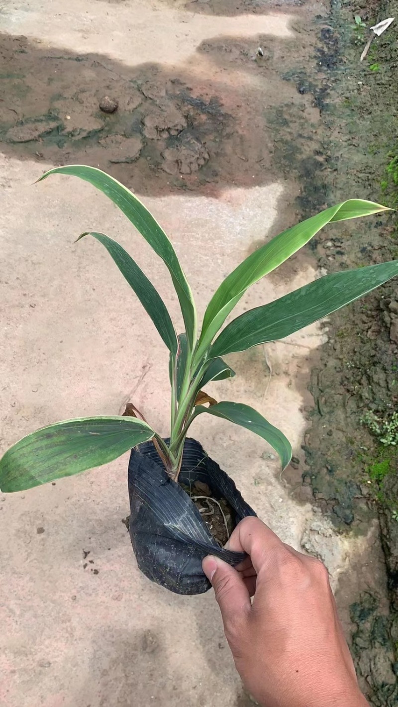 梦幻朱蕉各种规格基地大量现货供应，欢迎各位客户咨询