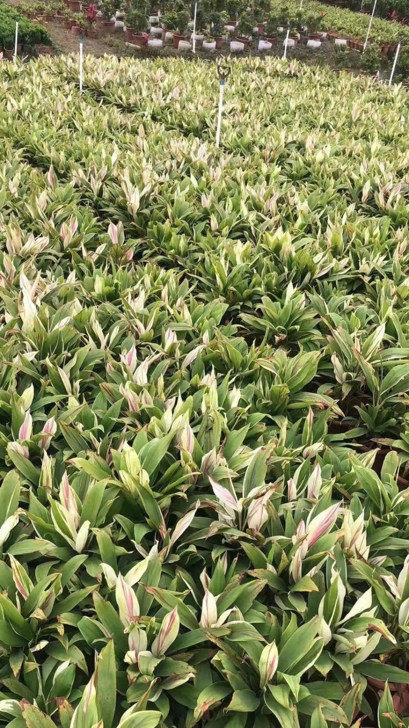 梦幻朱蕉各种规格基地大量现货供应，欢迎各位客户咨询