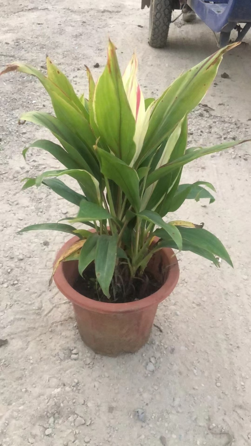 梦幻朱蕉各种规格基地大量现货供应，欢迎各位客户咨询