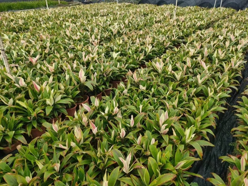 梦幻朱蕉各种规格基地大量现货供应，欢迎各位客户咨询