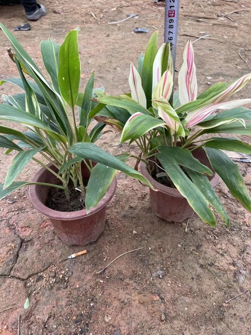 梦幻朱蕉各种规格基地大量现货供应，欢迎各位客户咨询