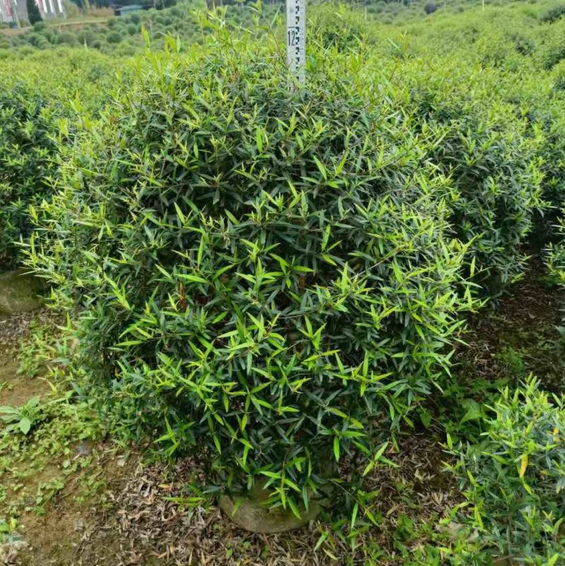 尖叶乔灌木各种规格基地大量现货供应，欢迎各位客户咨询