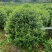 尖叶乔灌木各种规格基地大量现货供应，欢迎各位客户咨询