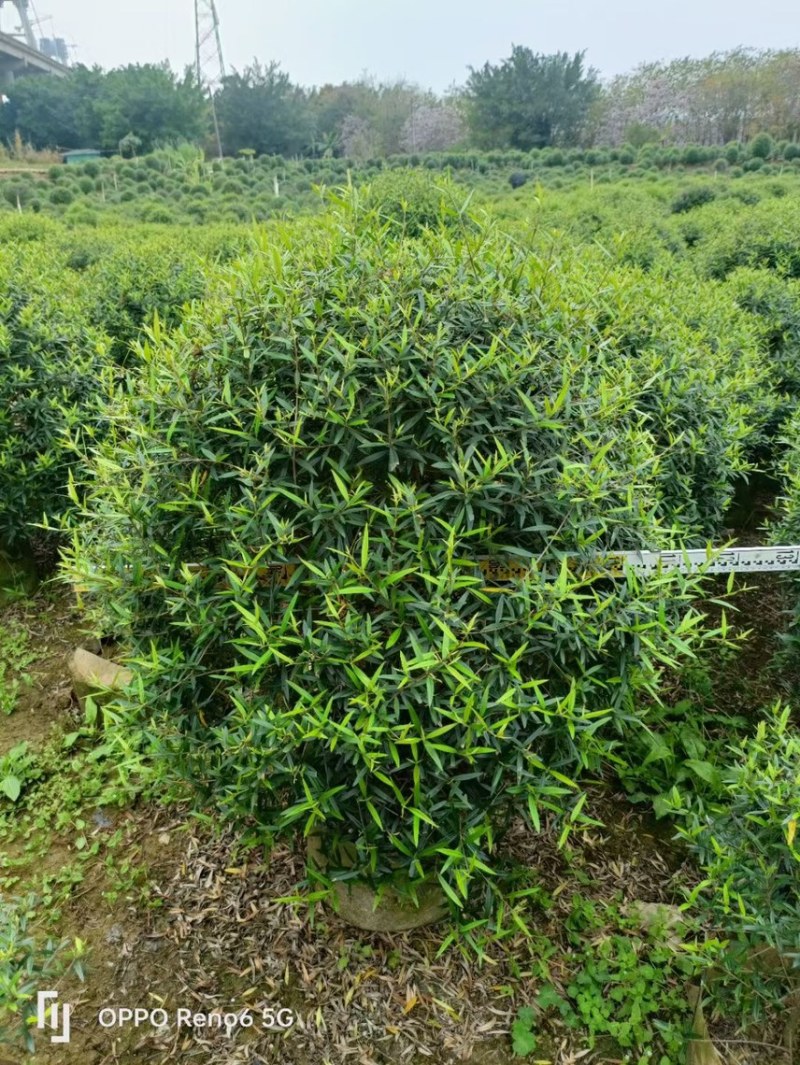 尖叶乔灌木各种规格基地大量现货供应，欢迎各位客户咨询