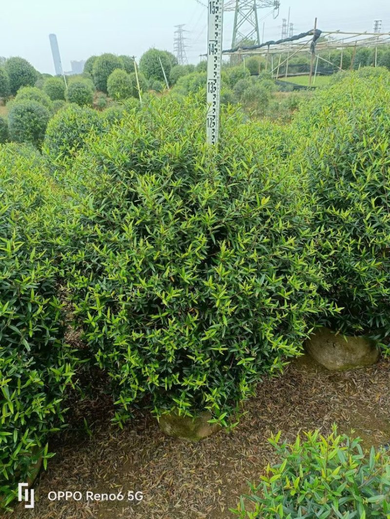 尖叶乔灌木各种规格基地大量现货供应，欢迎各位客户咨询