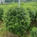 尖叶乔灌木各种规格基地大量现货供应，欢迎各位客户咨询