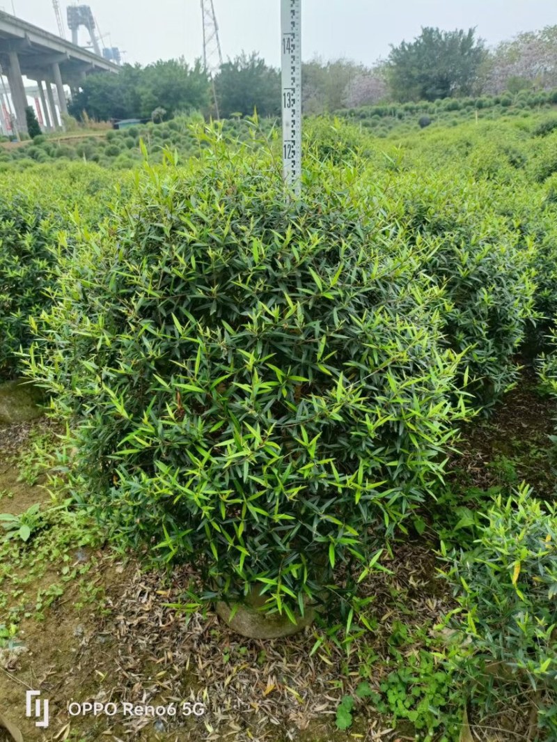尖叶乔灌木各种规格基地大量现货供应，欢迎各位客户咨询