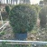 尖叶乔灌木各种规格基地大量现货供应，欢迎各位客户咨询