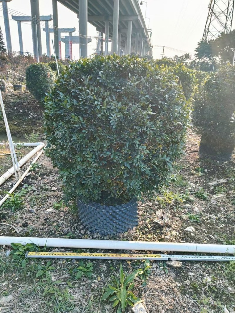 尖叶乔灌木各种规格基地大量现货供应，欢迎各位客户咨询