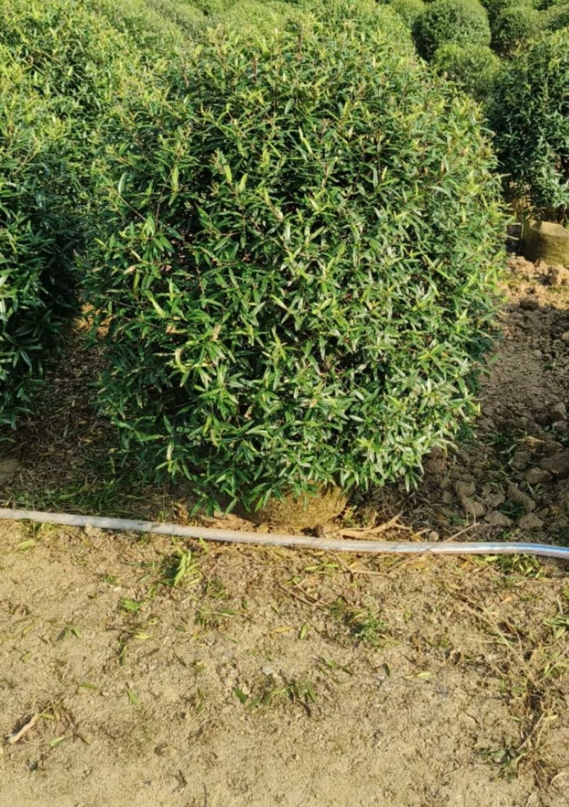 尖叶乔灌木各种规格基地大量现货供应，欢迎各位客户咨询