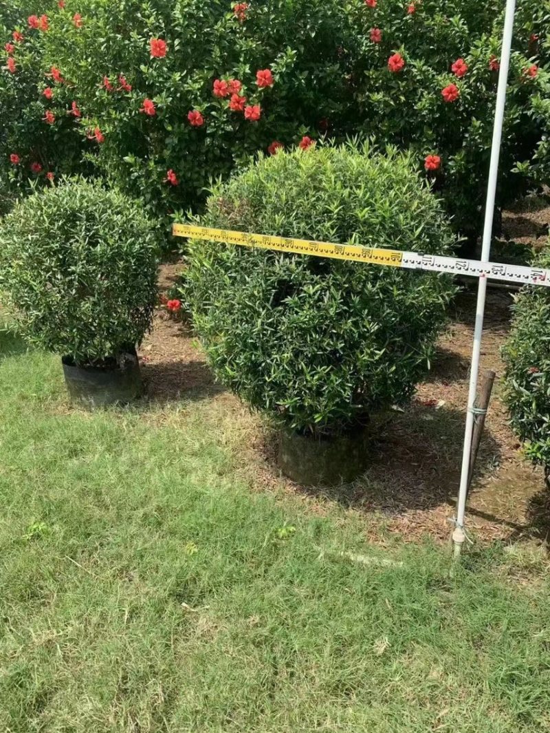 尖叶乔灌木各种规格基地大量现货供应，欢迎各位客户咨询