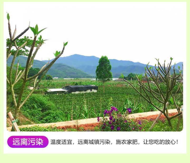 云南小花叶紫薯，支持一件代发，整车发货！
