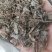 车前草车前子草药大全子类大全