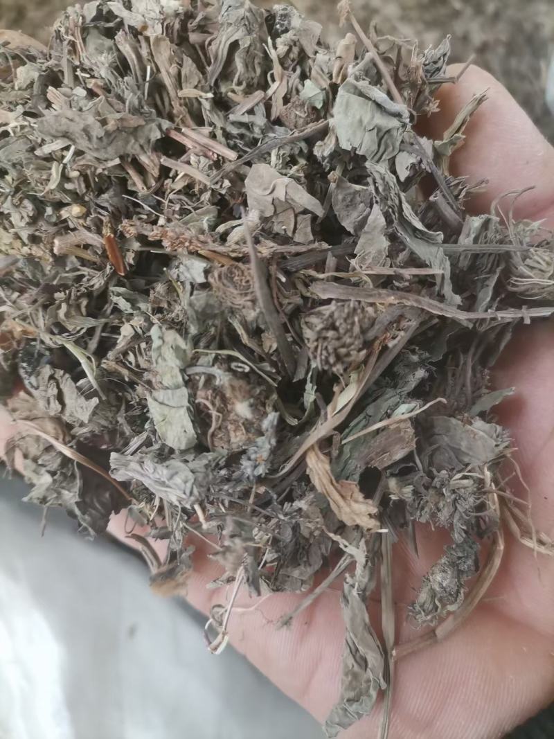 车前草车前子草药大全子类大全