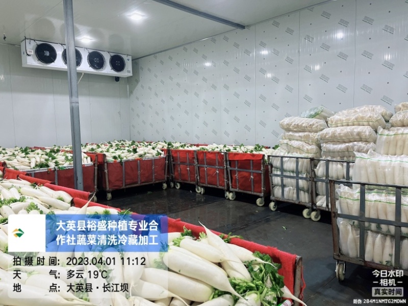 精品白萝卜