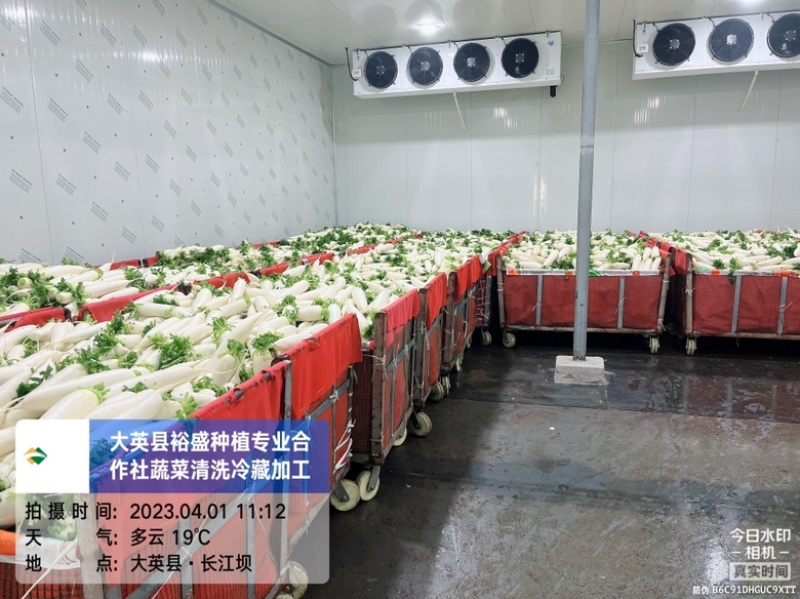 精品白萝卜