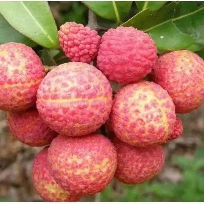 抗寒冻种嫁接无核荔枝树苗南北方盆栽地栽四季种植当年结果苗