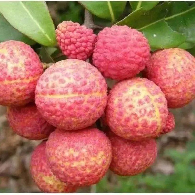抗寒冻种嫁接无核荔枝树苗南北方盆栽地栽四季种植当年结果苗