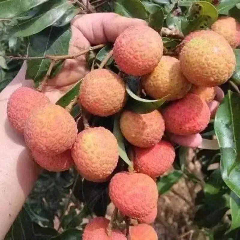 抗寒冻种嫁接无核荔枝树苗南北方盆栽地栽四季种植当年结果苗