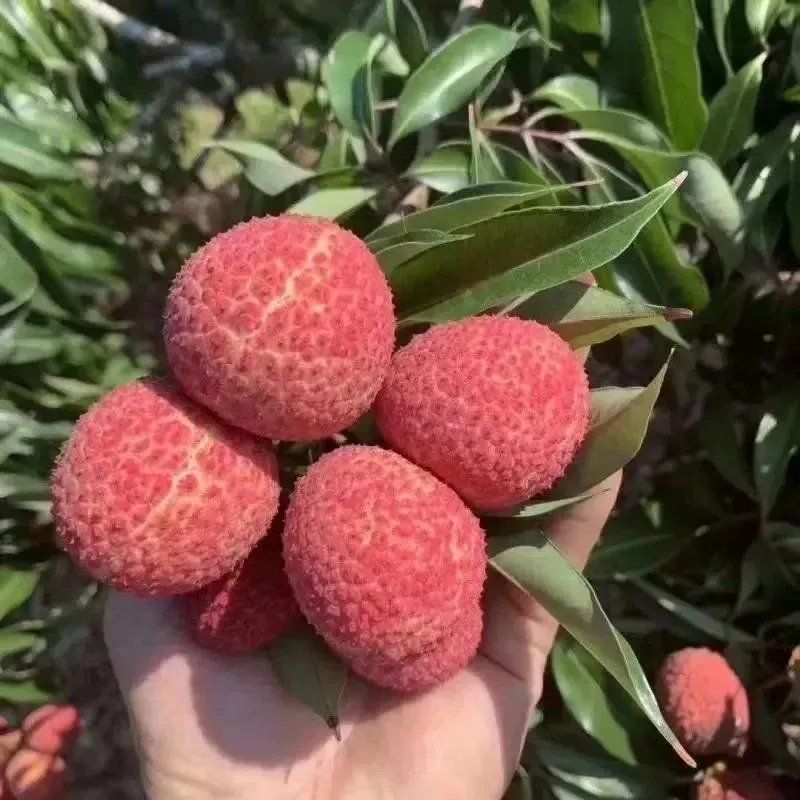 抗寒冻种嫁接无核荔枝树苗南北方盆栽地栽四季种植当年结果苗