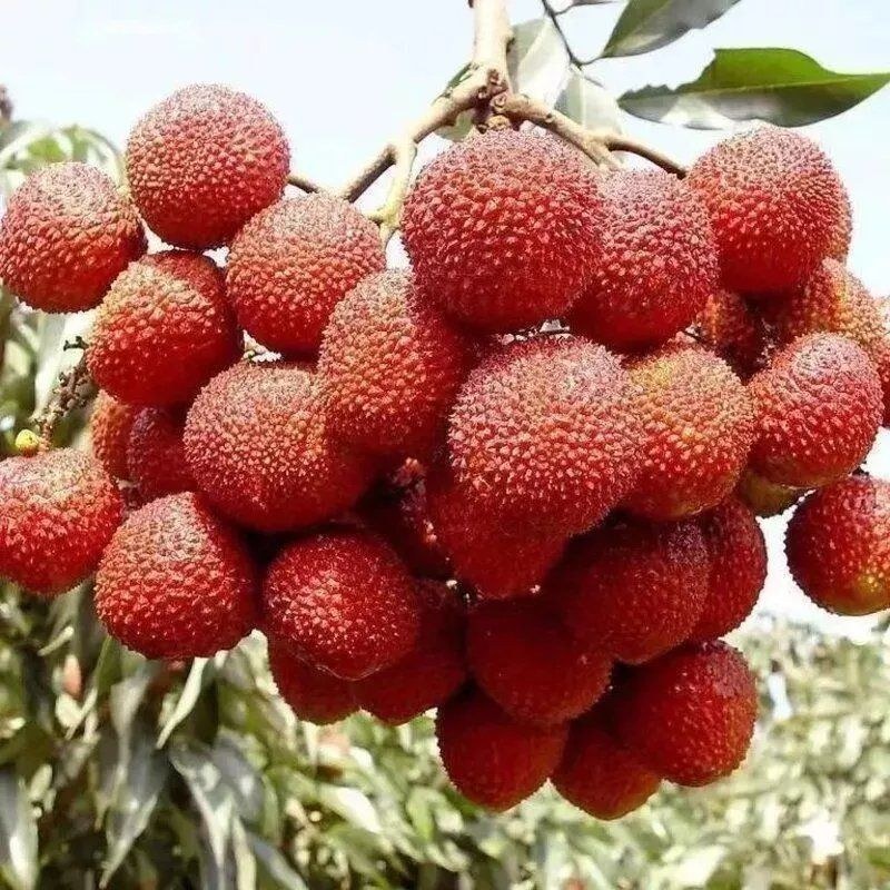 抗寒冻种嫁接无核荔枝树苗南北方盆栽地栽四季种植当年结果苗