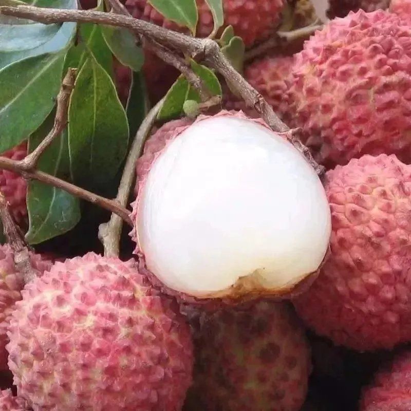 抗寒冻种嫁接无核荔枝树苗南北方盆栽地栽四季种植当年结果苗