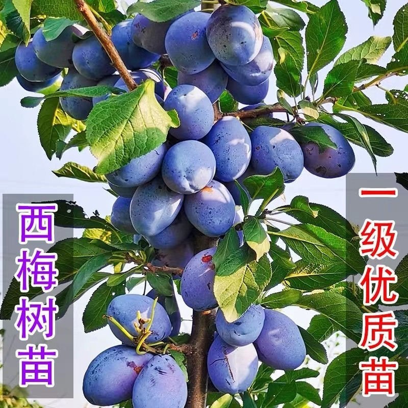 新款大果离核西梅树当年结果耐寒南北方盆栽地栽阳台种植