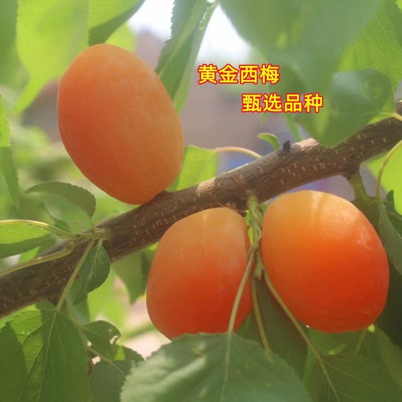 新款大果离核西梅树当年结果耐寒南北方盆栽地栽阳台种植