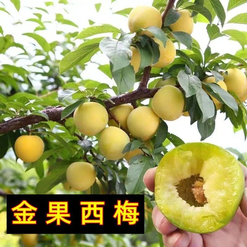 新款大果离核西梅树当年结果耐寒南北方盆栽地栽阳台种植