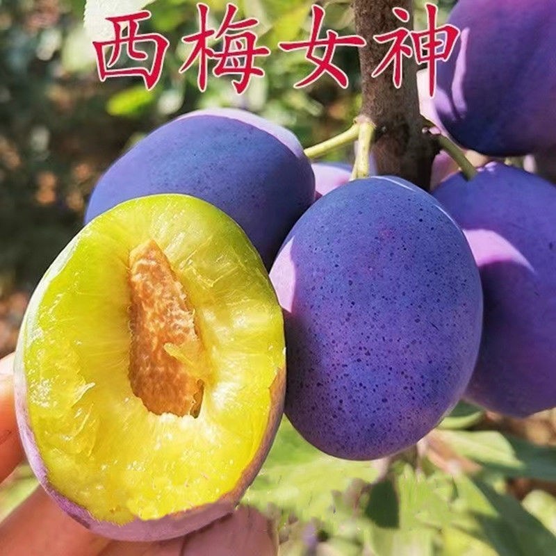 新款大果离核西梅树当年结果耐寒南北方盆栽地栽阳台种植